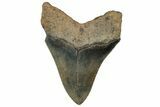Serrated, Fossil Megalodon Tooth - South Carolina #325746-1